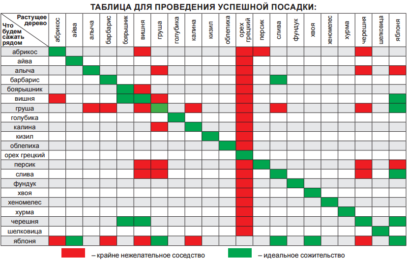 Какие овощи можно сажать рядом с розами 63