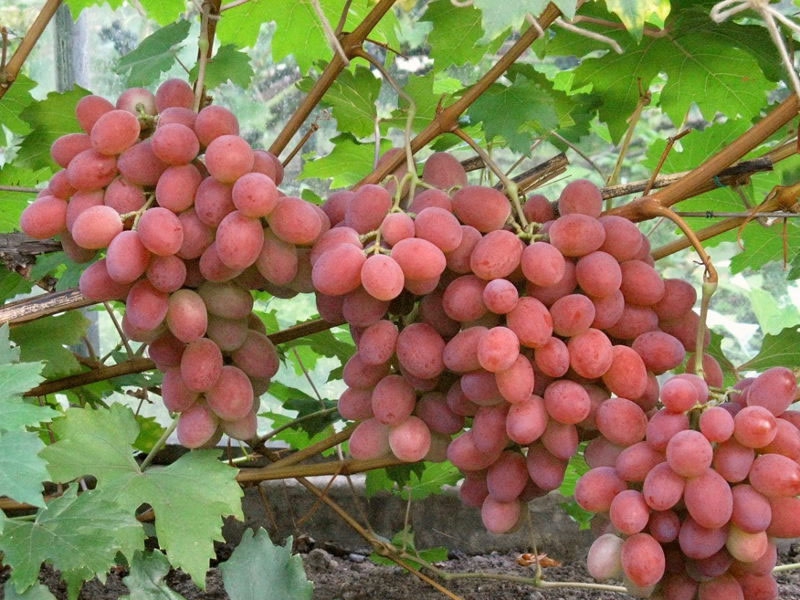Сорта розового винограда 