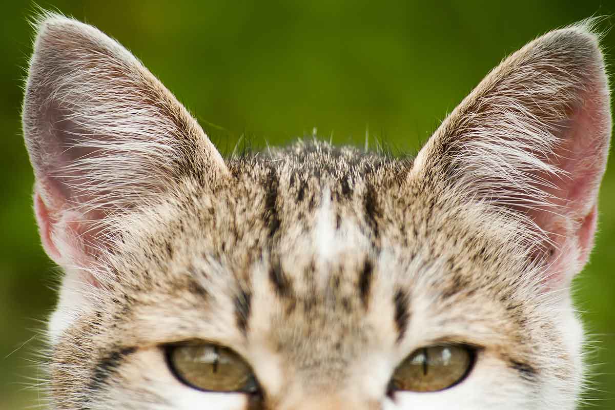 Ушные клещи: крошечные существа, которые могут представлять серьезную угрозу 