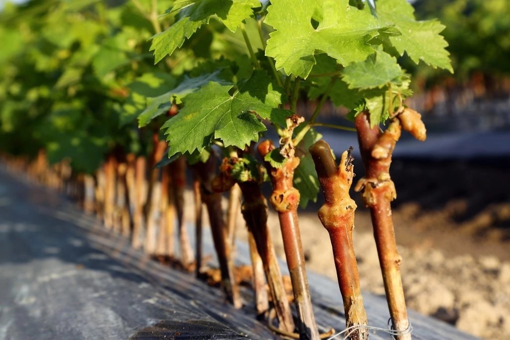 Секреты хранения черенков винограда от агронома 
