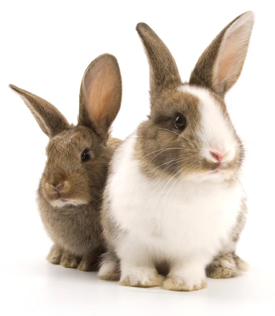 Как сохранить здоровье декоративных кроликов 